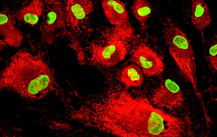 Mesenchymal stem cells labeled with fluorescence molecules