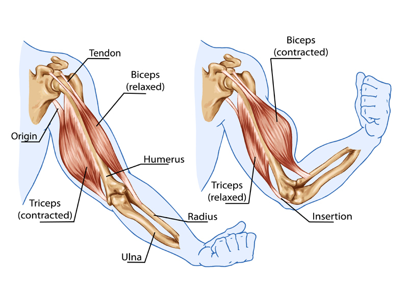 The Biceps Tendon: A mistreated and misunderstood friend