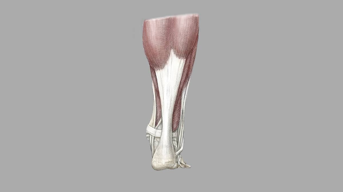 Achilles Tendon Pain