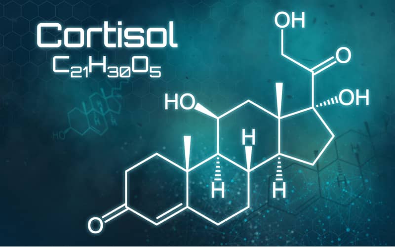 Cortisol-Stress-Induced-Muscle-Atrophy