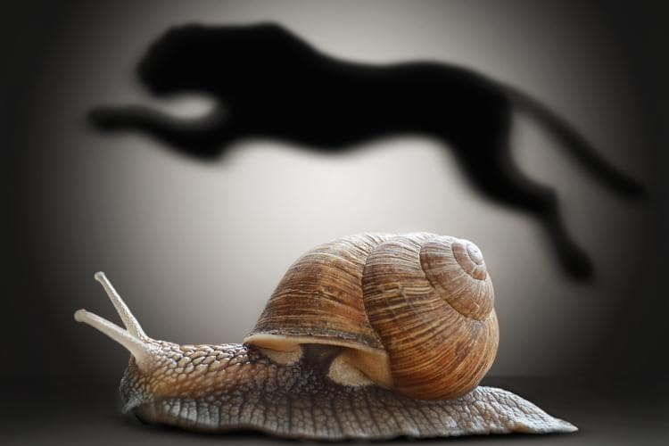 Go Slow to Go Fast The Stone Clinic