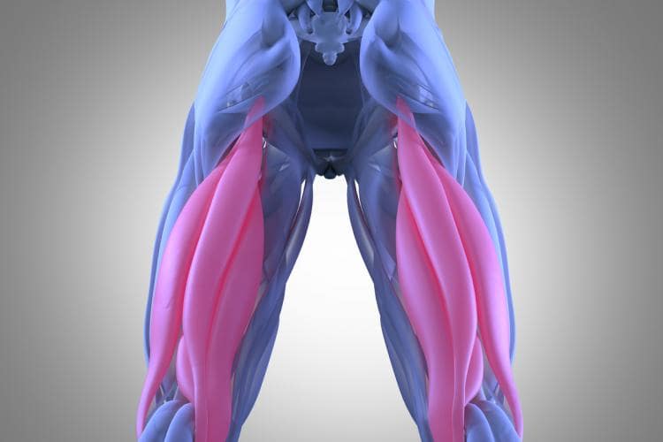 Hamstrings The Stone Clinic