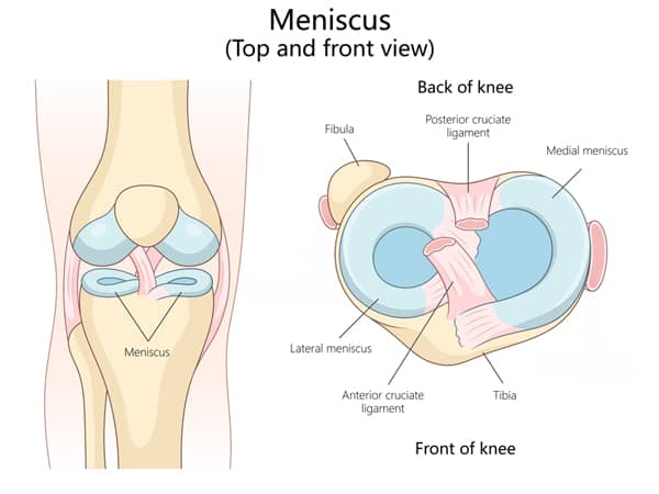 Diagram showing why you need your meniscus