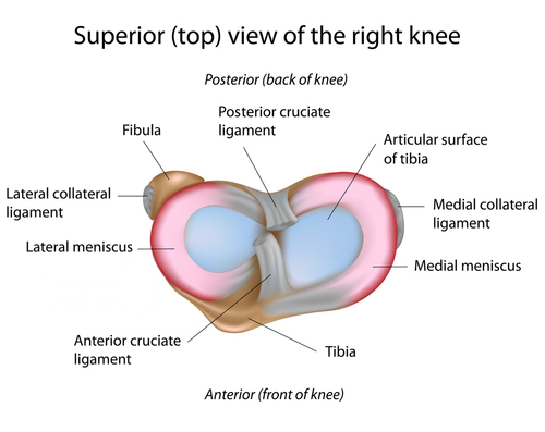 Meniscus Diagram Top View