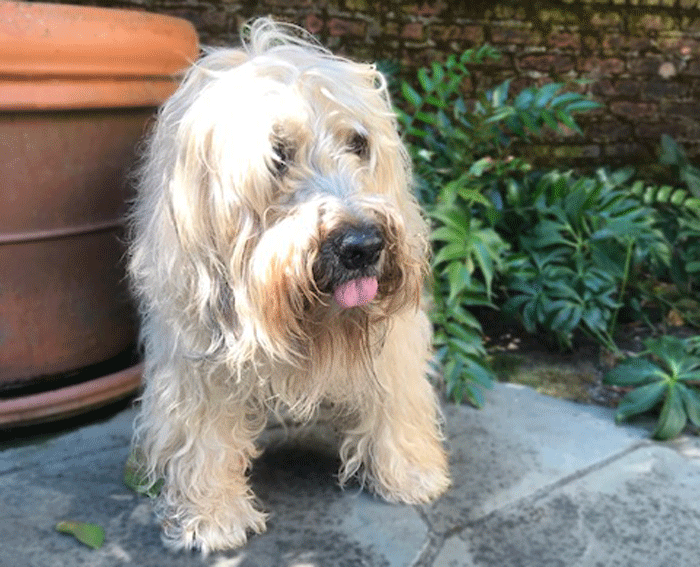 Old Dog. No Tricks