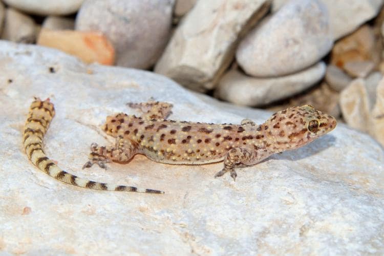 Self-Inflicted pain: The Salamander Solution The Stone Clinic
