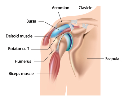 Shoulder Anatomy and When to Have Surgery