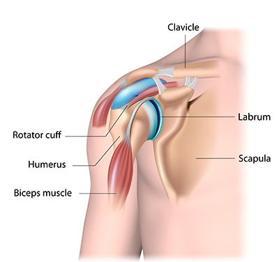 Shoulder Diagram