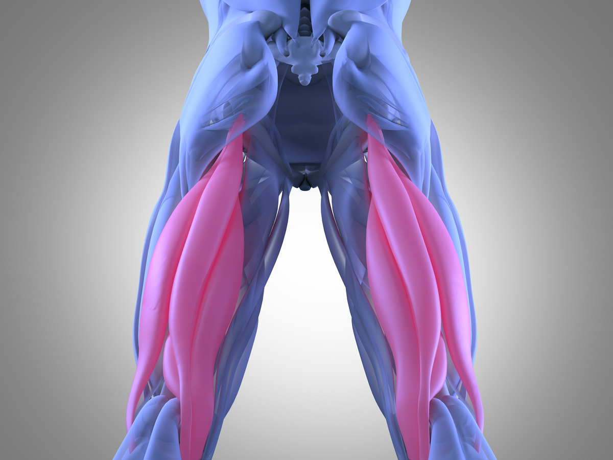 Robot muscle thigh