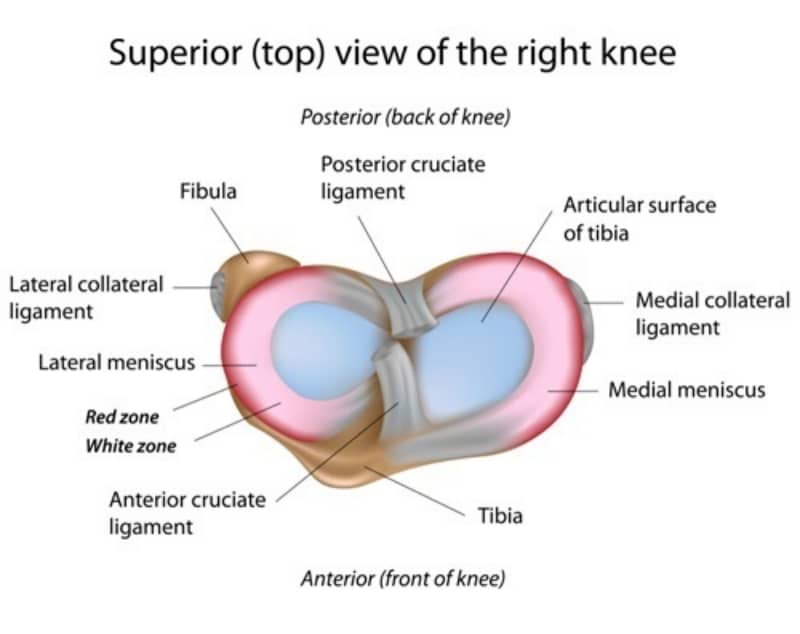 Meniscus Anatomy Graphic