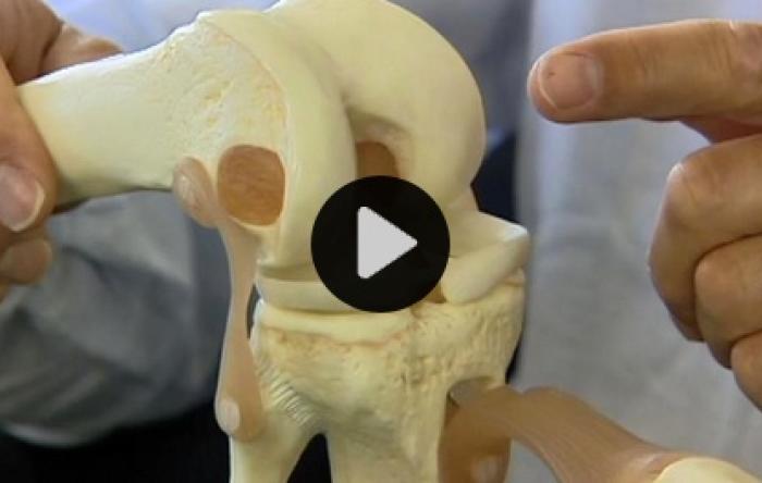 ABC news animal tissue repairs human joints 