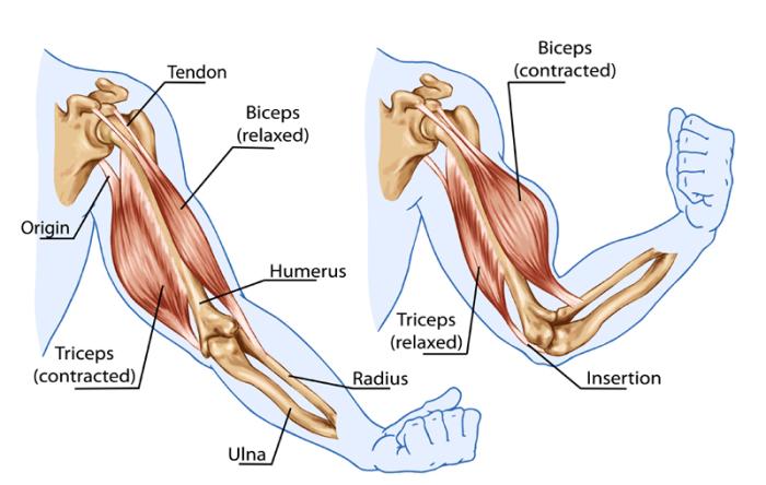 The Biceps Tendon: A mistreated and misunderstood friend
