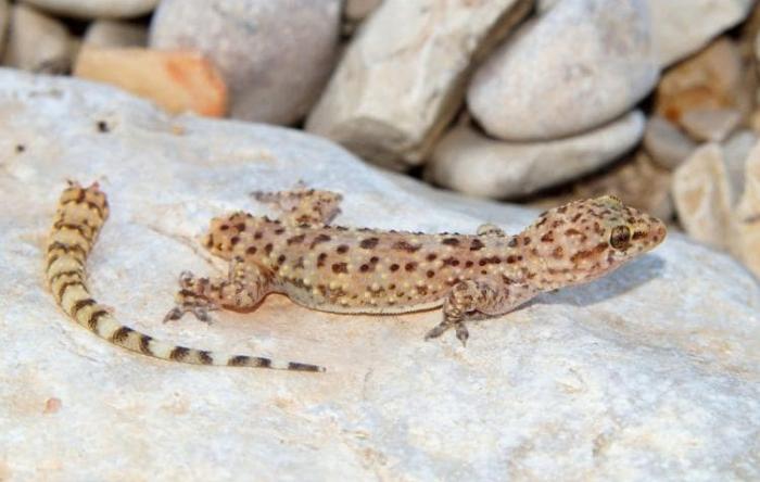 Self-Inflicted pain: The Salamander Solution The Stone Clinic