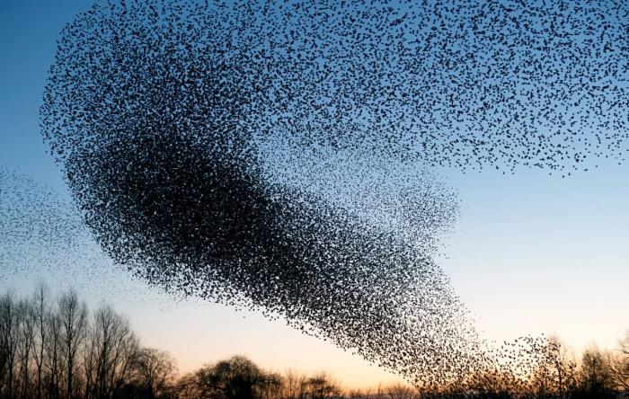 Starling Flock Natural Communication