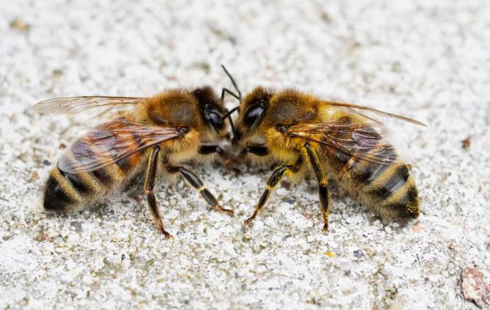 Understanding Nature's Language