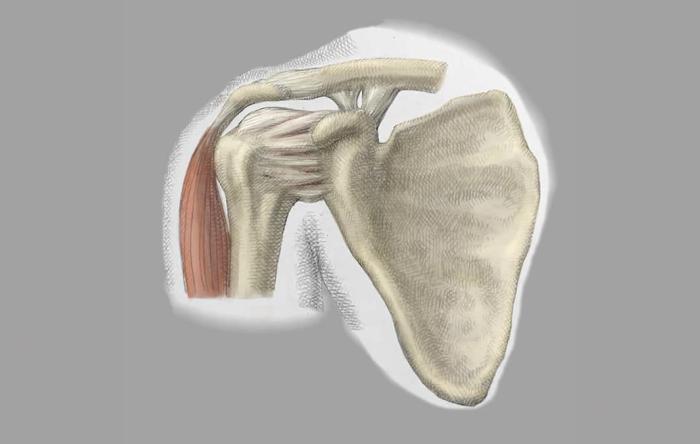 Rotator Cuff Surgery Success or Failure