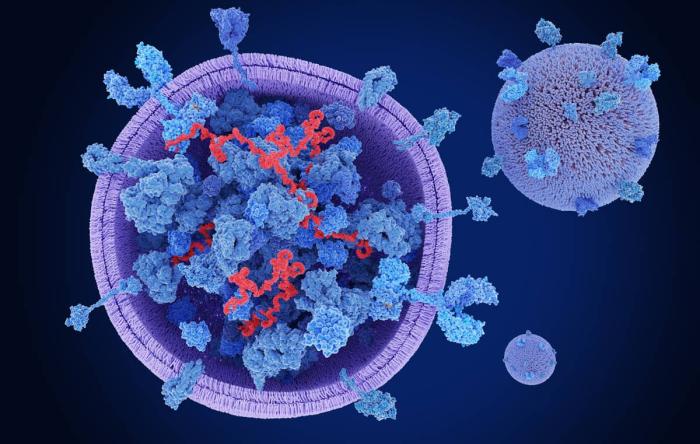 Exosomes and Orthopaedic Healing