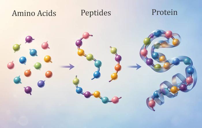 Peptides, Amino Acids, Protein Diagram (Orthopaedics)